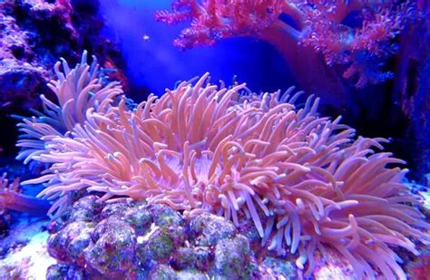 Sea Anemone - Description, Habitat, Image, Diet, and Interesting Facts