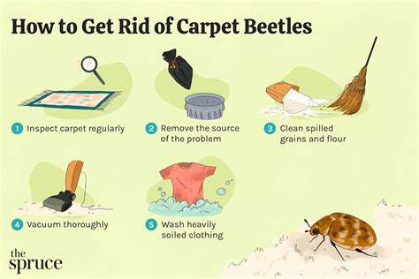 Where Do Varied Carpet Beetles Lay Eggs | www.resnooze.com