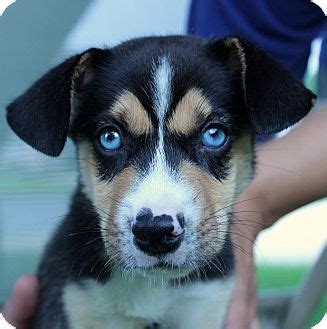 Beaski (Beagle x Siberian Husky Mix) Info, Temperament, Puppies, Pictures