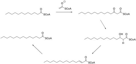 Fatty acid synthesis