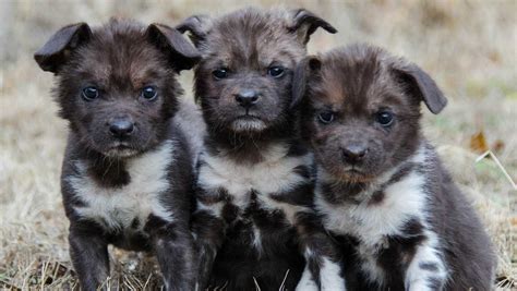 14 African painted dog pups born at Oklahoma City Zoo