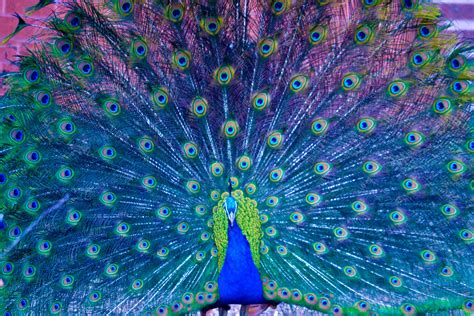 HD Peacock Wallpaper | Wallpapers, Backgrounds, Images, Art Photos ...