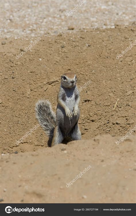 Ground Squirrel Scanning Danger Its Burrow Stock Photo by ©YAYImages ...