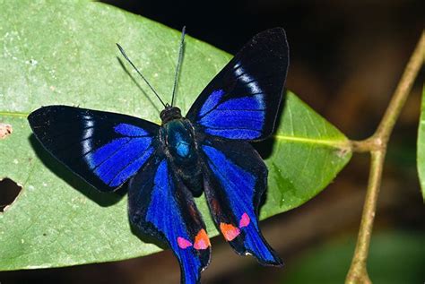 Blue Butterfly Species