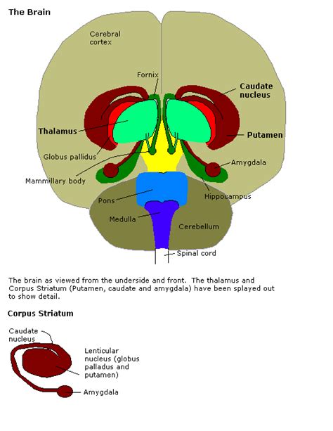 Corpus Striatum | Functions, Location, Structure, Disease & Summary