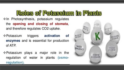 Role of Potassium in Plant Growth