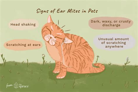 How to Treat Ear Mites in Cats