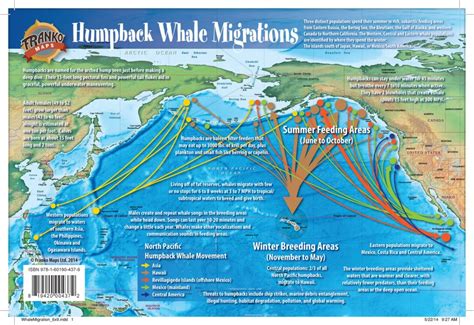 Buy Franko Maps Pacific Humpback Whale Migration Card | Divers Supply ...