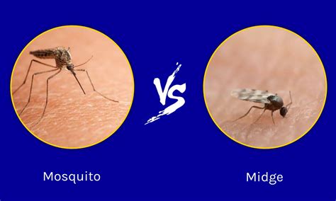 Midge vs Mosquito: 4 Key Differences Explained - AZ Animals