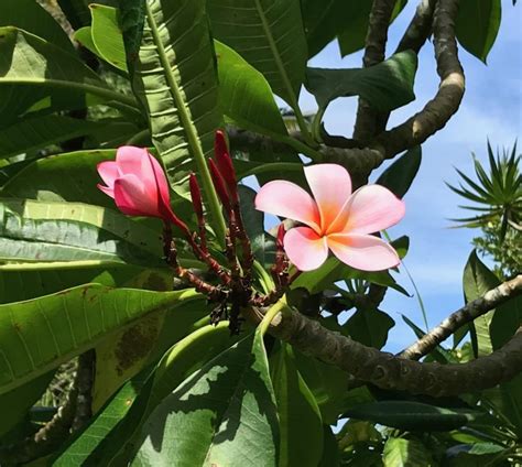 Plumeria Cuttings for sale - Aina Exotics