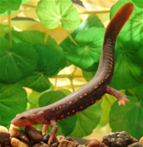 Paddle Tail Newt Facts and Pictures