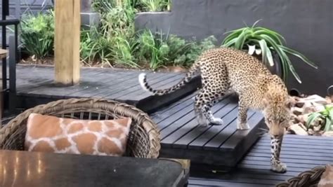 VIDEO: Graban a un leopardo cazando entre los clientes de un ...