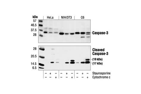 Caspase 3 - Alchetron, The Free Social Encyclopedia