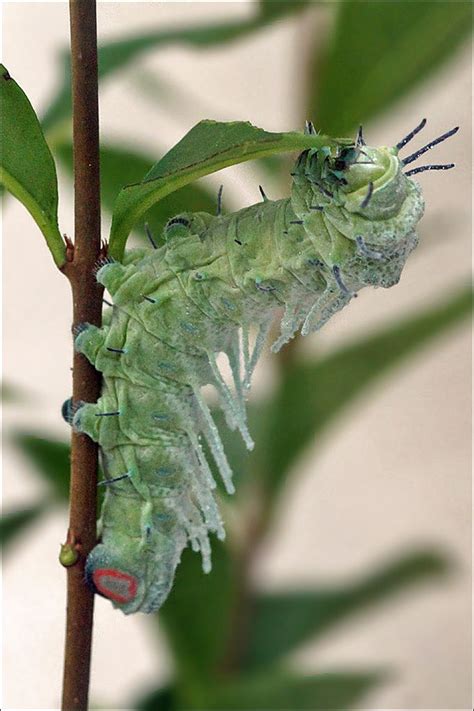 The Caterpillar of the Atlas Moth can reach a length of 11.5 cm and is ...