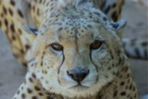 Indian cheetah reintroduction, two months on. - Cheetah Conservation ...