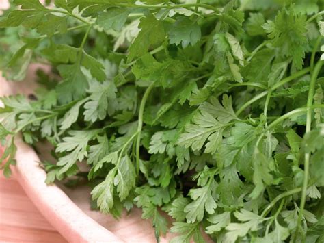 Chervil Vs. Parsley: SPICEography Showdown