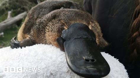 Platypus habitat 'has shrunk by 22%' since 1990 - BBC News