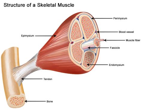 Structure of Skeletal Muscle | SEER Training