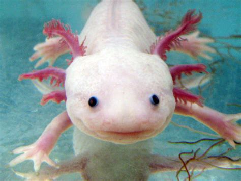 Axolotl - Pictures, Diet, Breeding, Life Cycle, Facts, Habitat ...