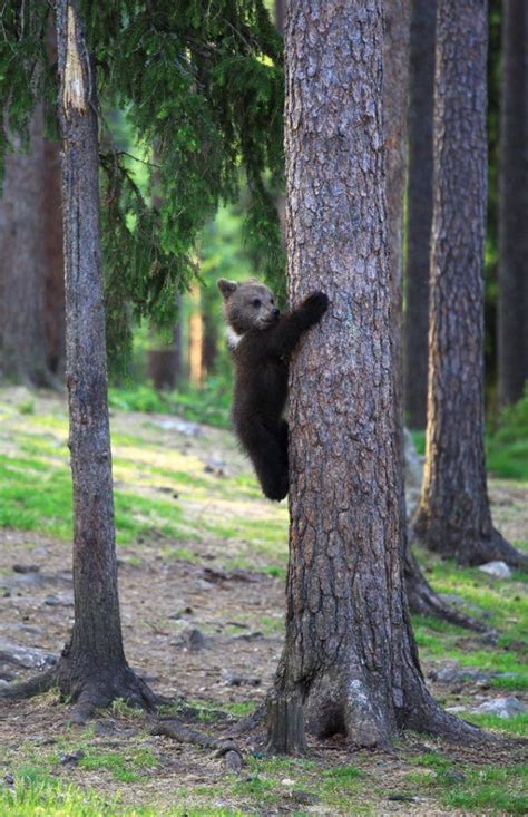 Teacher Stumbles Upon Baby Bears 'Dancing' In Finland Forest | GV7