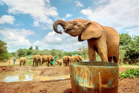 David Sheldrick Wildlife Trust (Elephant orphanage Nairobi) | Kenya Safari