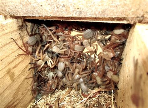 A huge Huntsman spider nest : r/AzObTa