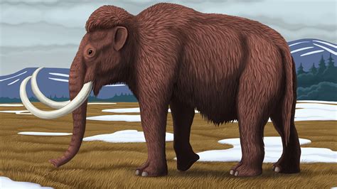 Woolly Mammoth Fact File - National Geographic