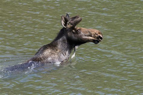 Moose Swimming Photograph by Greg Ochocki | Fine Art America