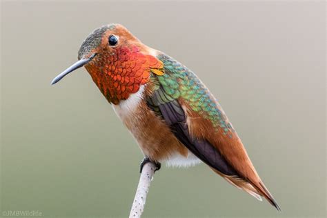 Colibrí Vientre Canelo - Tipos de colibri