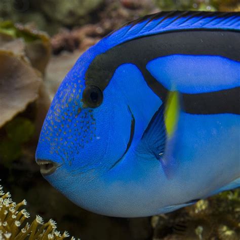 Surgeonfish: Ikan Tersembunyi di Balik Karang