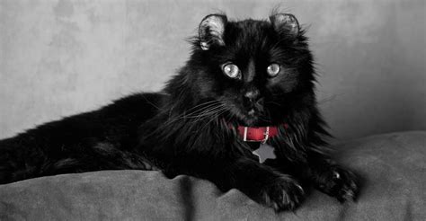 Black Cat & Kitten Breeds & Adoption Info | Petfinder | Black cat ...