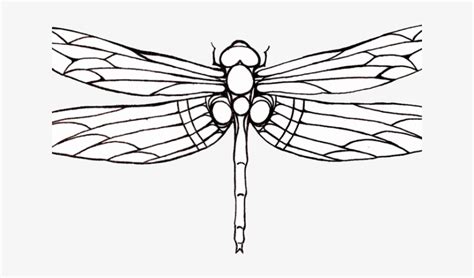 Drawn Wings Dragonfly - Dragonfly Drawing Transparent PNG - 640x480 ...