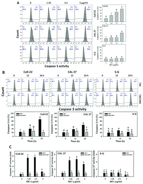 Apoptosis effects (flow cytometry-detected caspase 3 and... | Download ...