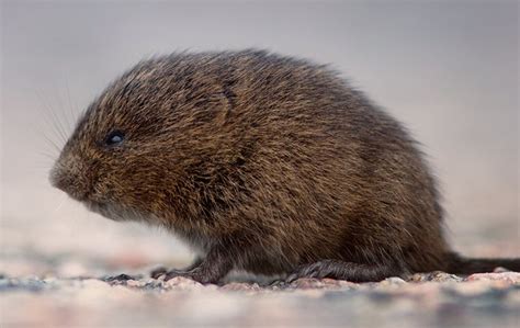 Vole Identification | A Guide To Voles In Salt Lake City, UT