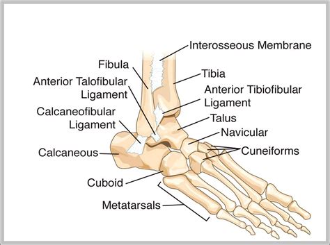 Foot And Ankle Bone Diagram