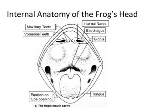 Body Parts Of A Frog Diagram