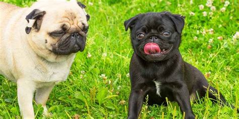 Pug Problems: 13 Health Problems They Can Suffer From