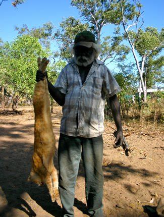 Huge feral cats wreaking havoc in Arnhem Land - Australian Geographic