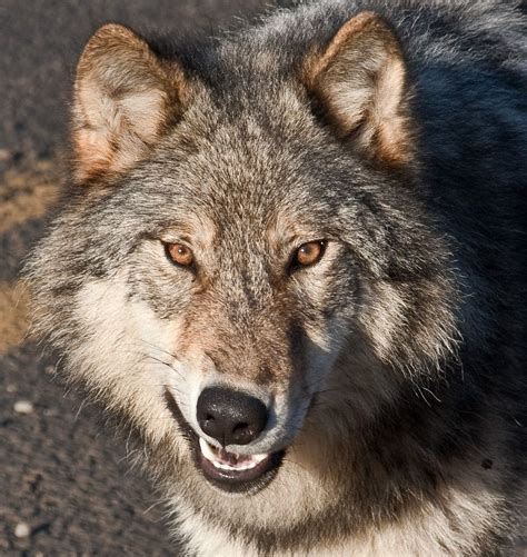 Grey Wolf Snarl | Snarling wolf, Grey wolf, Wolf dog