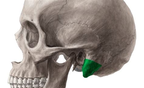 Mastoid Process Anatomy Function Attachments Kenhub – Otosection