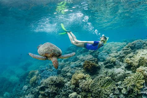 Snorkelling On The GBR | Cairns & Great Barrier Reef