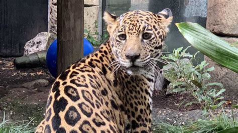 New Orleans Audubon Zoo takes in a rescued jaguar cub : NPR