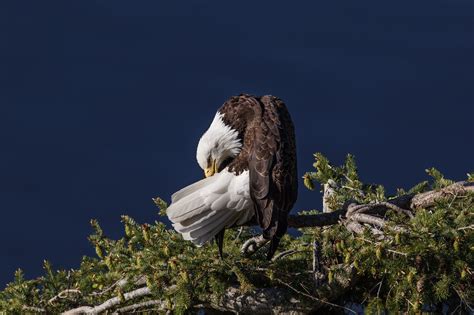 Looking down on an Eagles nest | Nikon Cafe