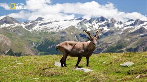 National Geographic - Italian Wildlife - New Documentary HD 2018 - YouTube