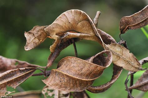 Devil in the detail: The stunning Satanic leaf-tailed gecko lizard that ...