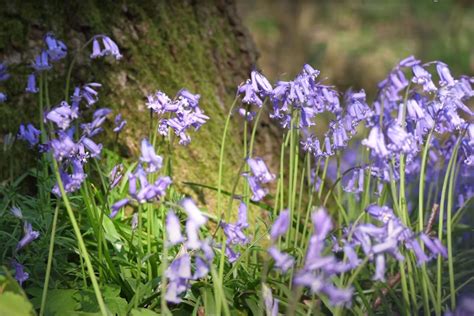 Take a Virtual Tour of England’s Stunning, Bluebell-covered Forests ...