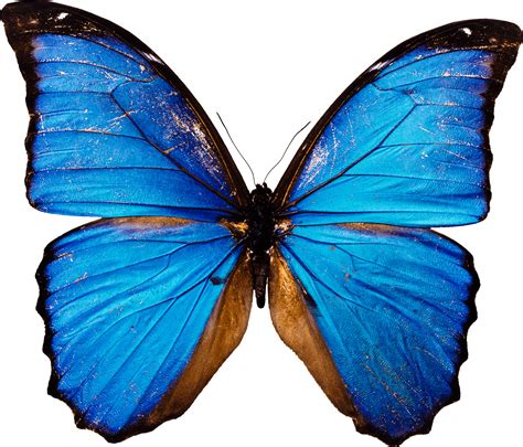 Butterfly PNG Images Transparent Free Download | PNGMart.com