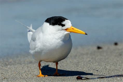 Australian Fairy Tern 25928655 Stock Photo at Vecteezy