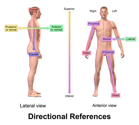 What is Achondroplasia - Beyond Achondroplasia