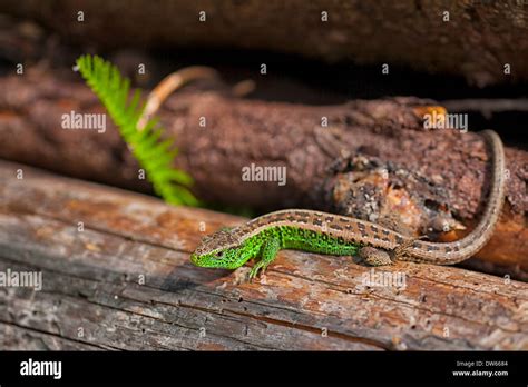 Sand lizard in her habitat during summer season Stock Photo - Alamy